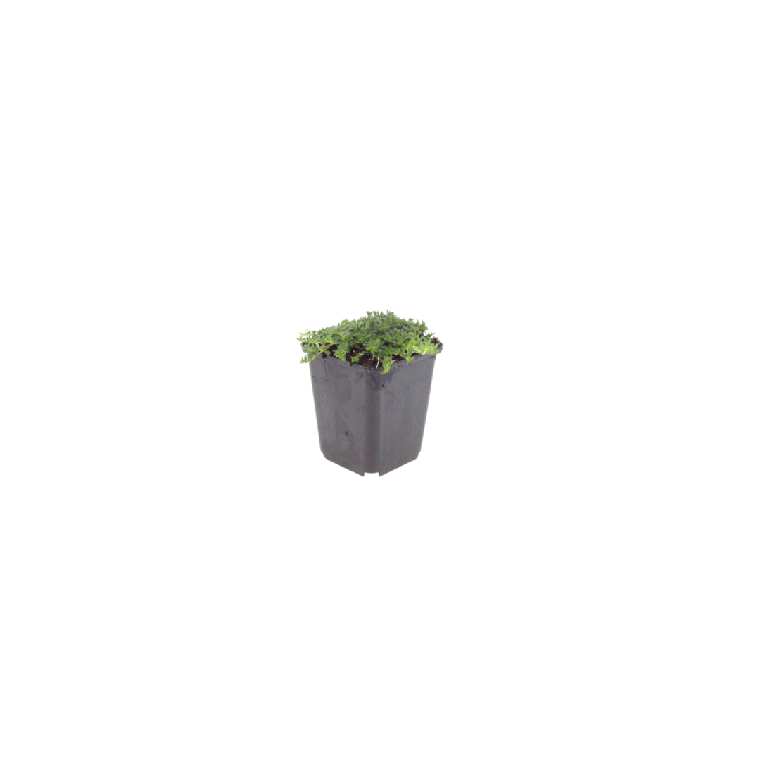 Thymian Thymus praecox Albiflorus Bodendecker – Ø9cm – Höhe 10-25cm – Weiß blühender Polsterthymian – Ansicht 21
