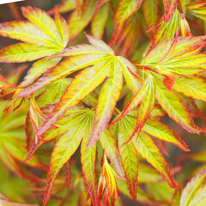 GreenboutiQ - Gartenpflanze - Acer palmatum Little Princess - Grün - 1 Pflanze - Laubabwerfend - Wenig Pflege - Topf 12cm Höhe 35cm 