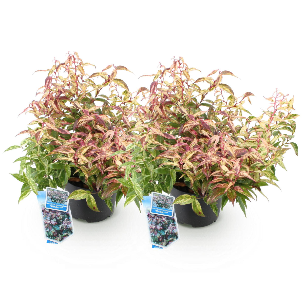 GreenboutiQ - Gartenpflanze - Leucothoe Makijaz - Braun - 2 Pflanzen - Immergrün - Wenig Pflege - Topf 17cm Höhe 45cm 
