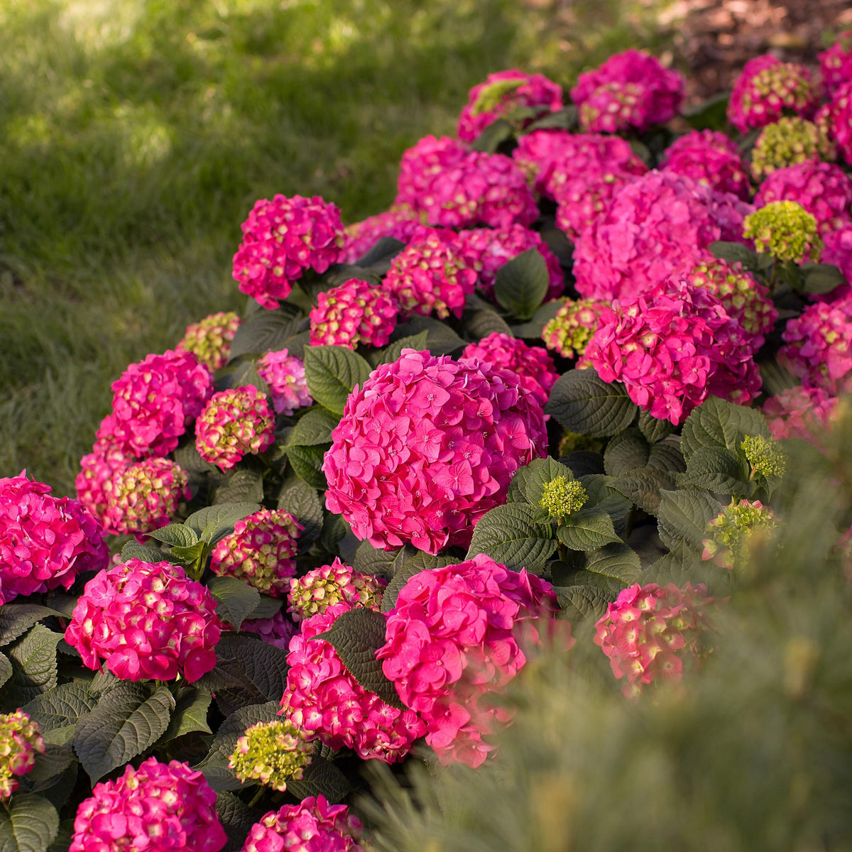 Green boutiQ - Gartenpflanze - Hydrangea Endless Summer Summer Love Red - Hortensie - Winterhart - Rot - 1 Pflanze - Topf 14cm - Höhe 20-25cm 
