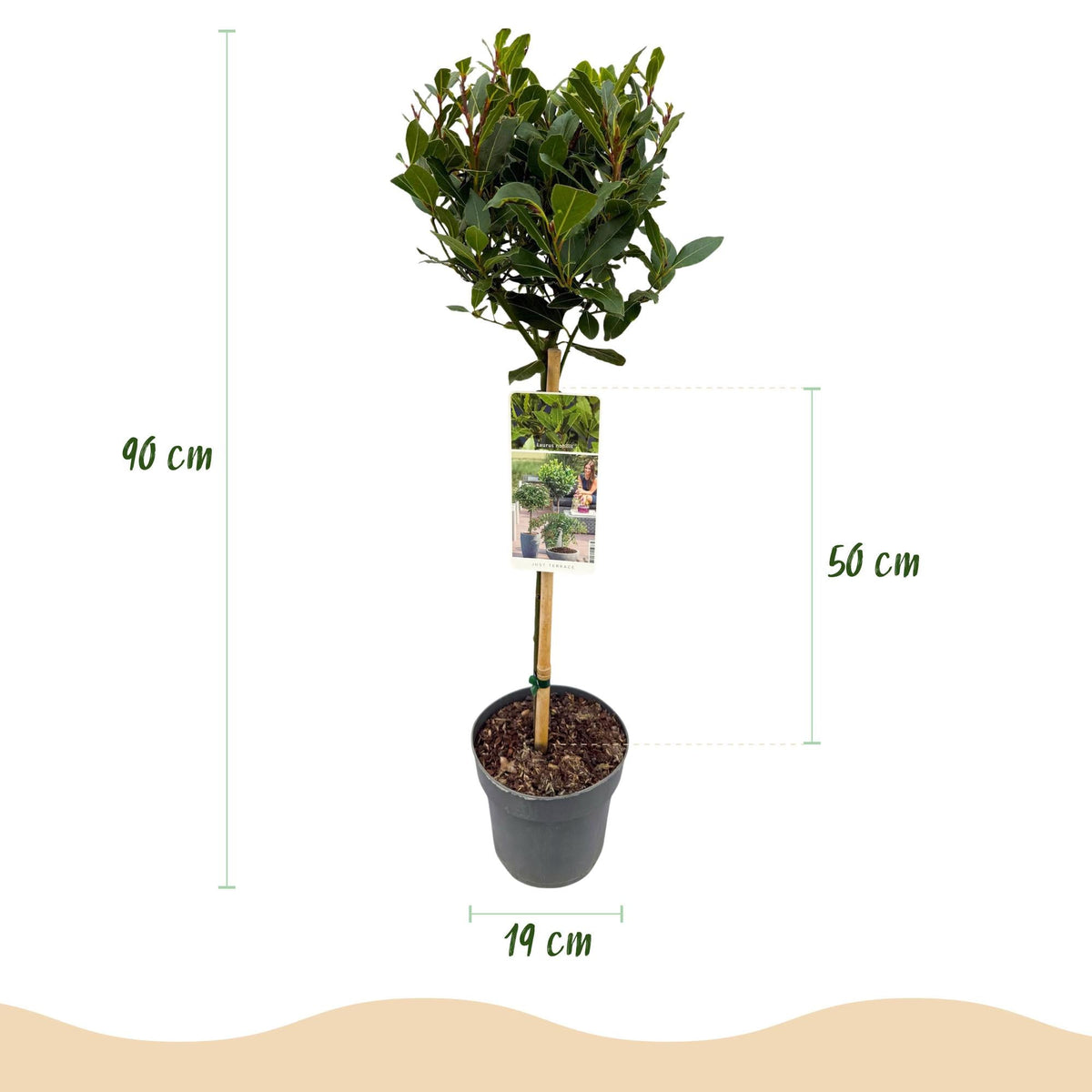 Laurus nobilis Stamm-Pflanze – Immergrüner Lorbeerbaum – Pflegeleicht – Ø19 cm – Höhe ca. 90 cm – Mediterranes Flair für Terrasse & Balkon 