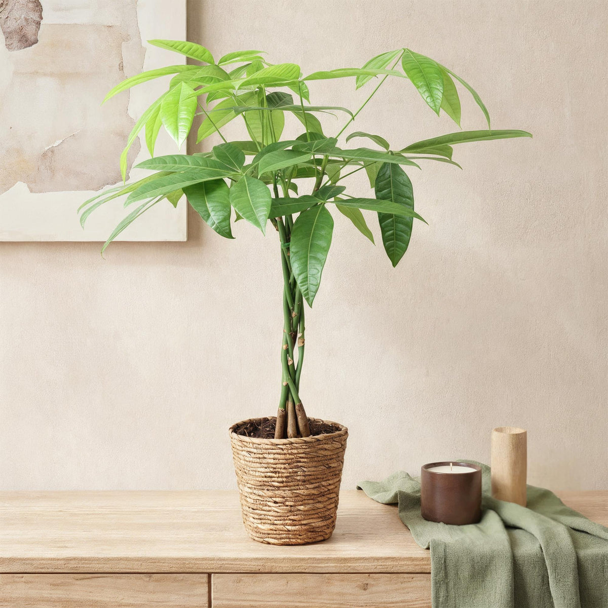 Green boutiQ - Zimmerpflanzen - Geflochtener Stamm Pachira Aquatica - Geldbaum - Wenig Pflege - mit Korb - Grün - 1 Pflanze - Topf 17cm - Höhe 60-70cm 