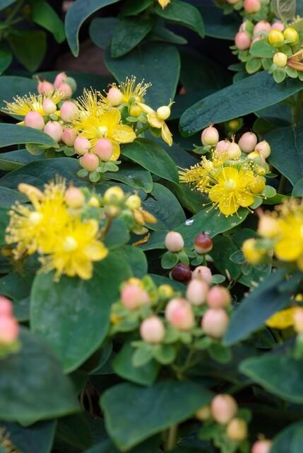 Johanniskraut Hypericum inodorum 'Annebel' – ↕10-25cm – Ø9cm – 6 Pflanzen – Kompakter, sommerblühender Strauch für Beete, Bodendecker & niedrige Hecken – Pflegeleicht & winterhart 