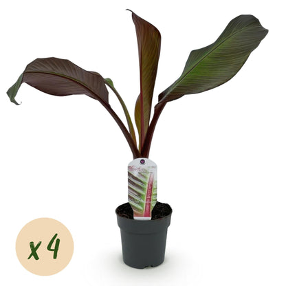 Bananenpflanze Ensete ventricosum Maurelli – 2 Pflanzen – Winterhart – Obstpflanze – Ø12cm – Höhe ca. 30cm