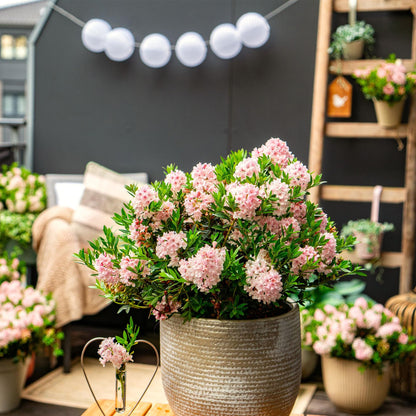 Green boutiQ - Zwerg-Rhododendron - Rhododendron Bloombux Licht Pink - Blühender Buxus - Wenig Pflege - Helle Rosa Blüte - 1 Pflanze - Topf 17 cm - Höhe 30-40 cm 