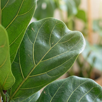 Green boutiQ - Plante d'intérieur - Ficus Lyrata - Figuier lyre - Vert - Entretien facile - 1 Plante - Pot 21cm - Hauteur 75 - 85cm 