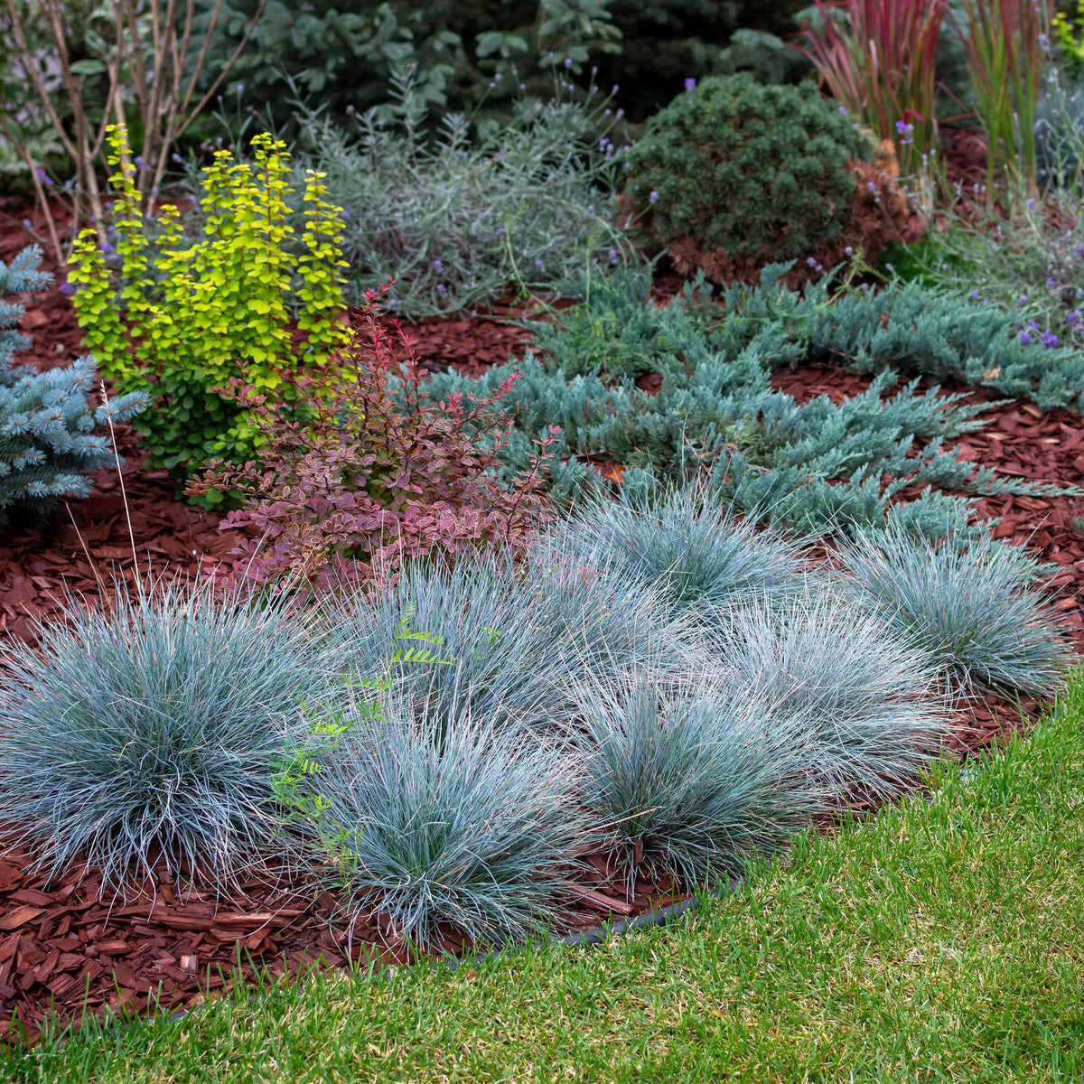 GreenboutiQ - Ziergräser - Festuca glauca Intense Blue - Blau - 1 Pflanze - Immergrün - Winterhart - Topf 17cm Höhe 50cm 