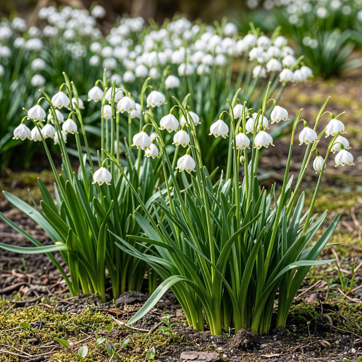 GreenboutiQ - Blumenzwiebeln - Leucojum Aestivum - Farbe Weiß - 20 Stück - Zwiebelgröße 8/9 - XXL Pack 