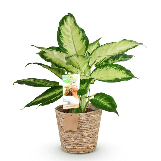 Green boutiQ - Zimmerpflanzen - Diefenbachia Camilla - Dieffenbachia - Wenig Pflege - mit Korb - Bunt - 1 Pflanze - Topf 17cm - Höhe 45-50cm 