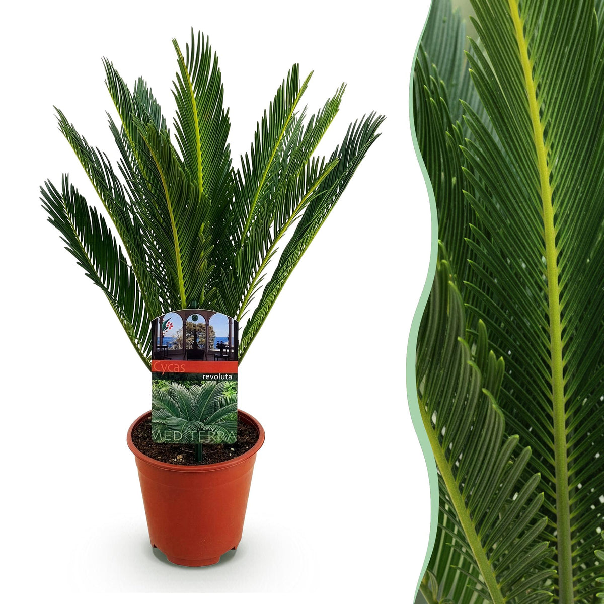 Cycas revoluta Sagopalmfarn – 45cm – 14cm – Pflegeleichte Zimmerpflanze mit fiederartigen Blättern – Exotischer Blickfang für Wohn- & Arbeitsräume 