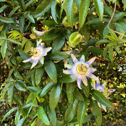 Passionsblume - Passiflora caerulea - Blüte Blau mit Grün Weiß - Wenig Pflege - 2 Pflanzen - Topf 11cm Höhe 40cm 