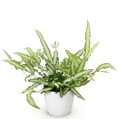Green boutiQ - Zimmerpflanze - Pteris cretica Albolineata - Schwertfarn - Haustierfreundliche Pflanze - Grün - 1 Pflanze - mit Potter Weiß - Topf 12cm - Höhe 20cm 
