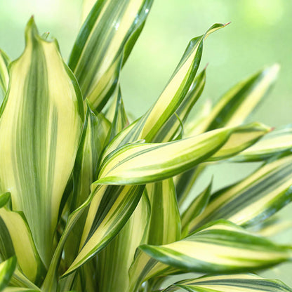 Green boutiQ - Zimmerpflanzen - Dracaena fragrans Diamond Dream - Drachenbaum - Wenig Pflege - Bunt - 1 Pflanze - Topf 17cm - Höhe 50-55cm 