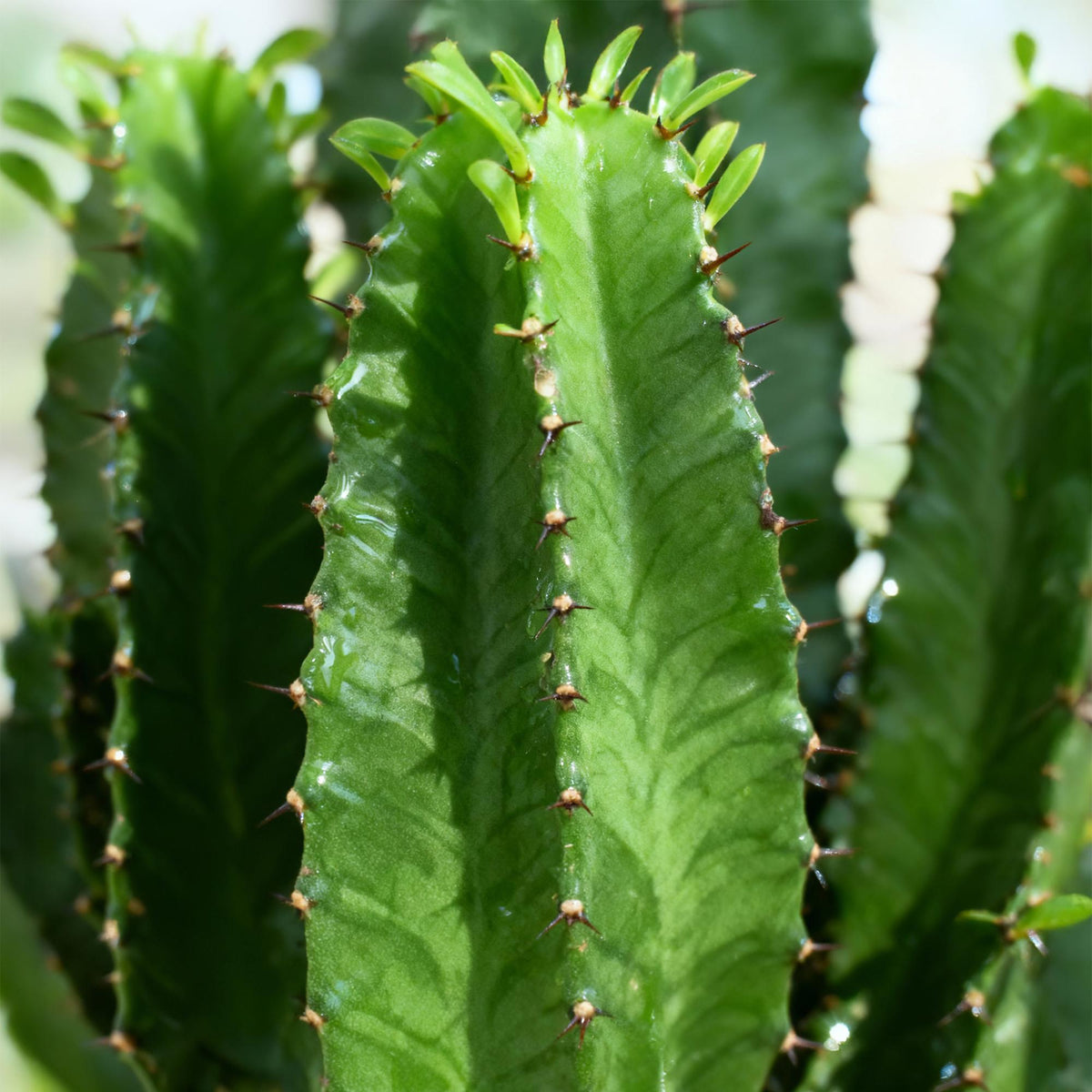 Wolfsmilchkaktus Euphorbia Eritrea – Afrikanischer Milchbaum – 70cm – 19cm – Pflegeleichte Sukkulente mit markanten Stängeln – Robuste Zimmerpflanze 