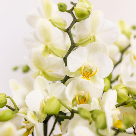 Kolibri Orchids | weißes Pflanzenset im Baumwollkorb inkl. Wassertank | drei weiße Orchideen Lausanne 9cm und drei Grünpflanzen | Dschungelstrauß weiß mit autarkem Wassertank 