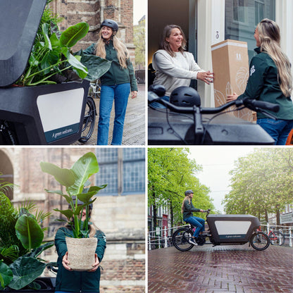 Calathea Whitestar – Ø19cm x H50cm – Tropische Zimmerpflanze mit lebendigem Blattspiel – Luftreinigend & pflegeleicht – Im Pflanztopf – Ideal für halbschattige Standorte 