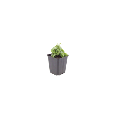 Gänseblümchen Erigeron karvinskianus – 10-25cm – Ø9cm – Langblühende Bodendecker Staude – Ansicht 16