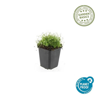 Sagina subulata Irisches Moos – Bodendecker Set Ø9cm – Immergrün & trittfest – Ansicht 26