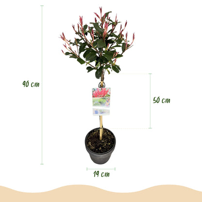 GreenboutiQ - Pflanze auf Stamm - Photinia fraseri Carre Rouge - Terrassenpflanze - Immergrün - Winterhart - Grün-Rotes Blatt - Topf 19cm Höhe 90cm 