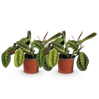 Green boutiQ - Zimmerpflanze - Maranta Fascinator Tricolour - Gebets Pflanze - Haustierfreundlich - Grün - 2 Pflanzen - Topf 12cm - Höhe 30-35cm 
