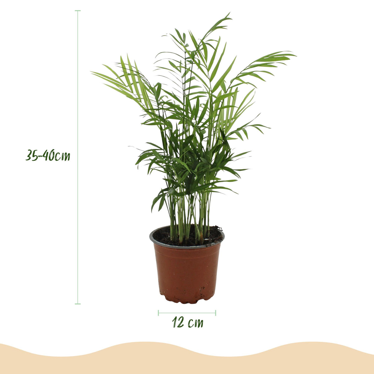 Green boutiQ - Zimmerpflanze - Chamaedorea elegans - Goldpalme - Haustierfreundliche Pflanze - Grün - 1 Pflanze - mit Potter Grau - Topf 12cm - Höhe 15cm 