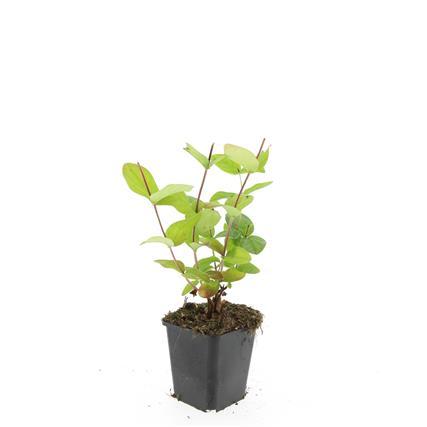 Hypericum inodorum 'Beauty' – 48 Pflanzen – ↕10-25 cm – Ø9 cm – Winterharter Zierstrauch – Gelbe Blüten – Bienenfreundlich – Pflegeleicht 