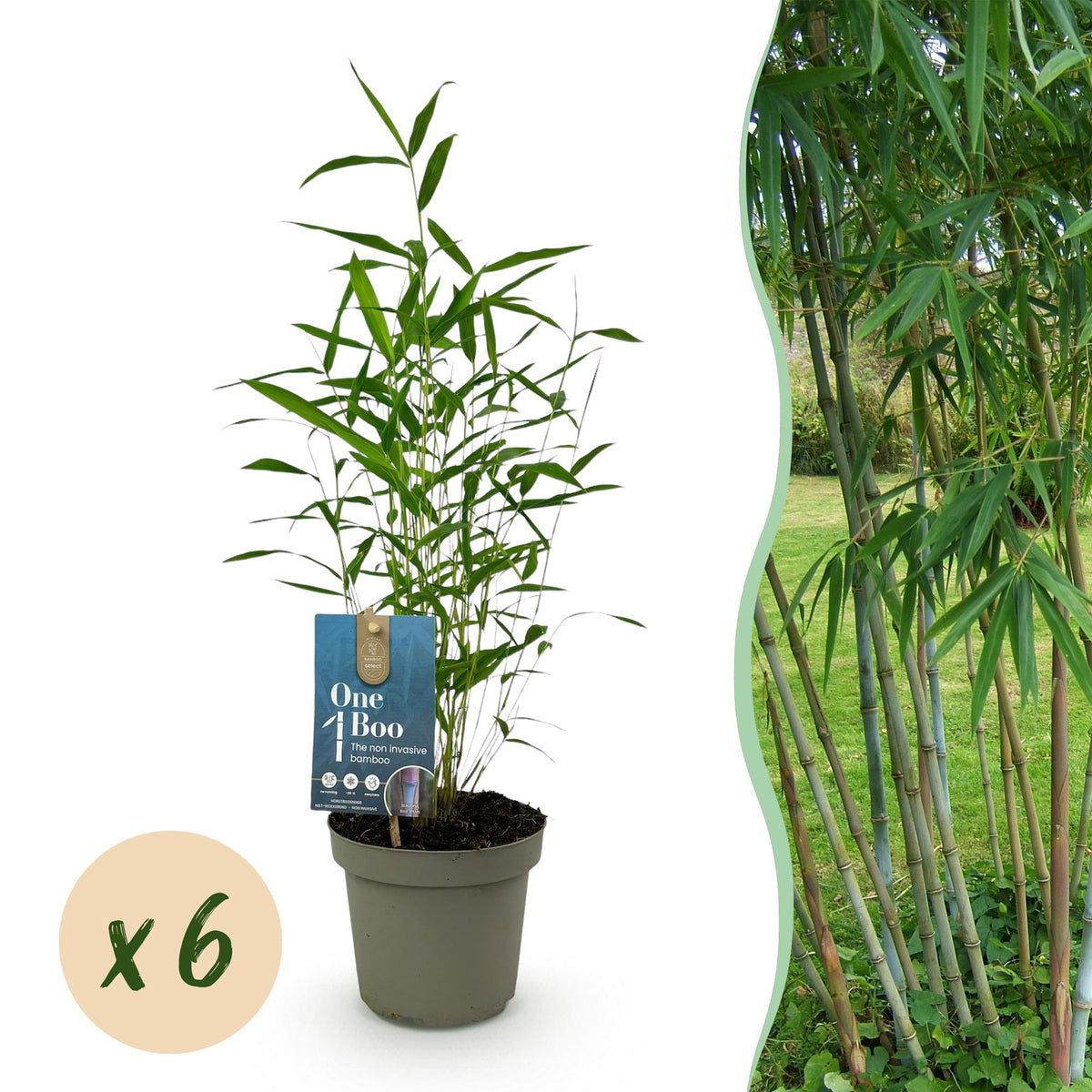 Green boutiQ - Bambus - Fargesia Blue Dragon - Immergrün - Nicht Ausbreitend - Grün - 6 Pflanzen - Topf 14cm - Höhe 35cm 