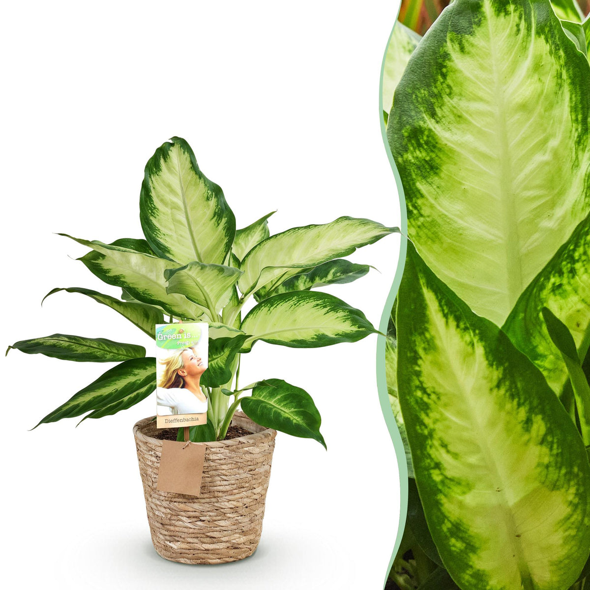 Green boutiQ - Zimmerpflanzen - Diefenbachia Camilla - Dieffenbachia - Wenig Pflege - mit Korb - Bunt - 1 Pflanze - Topf 17cm - Höhe 45-50cm 