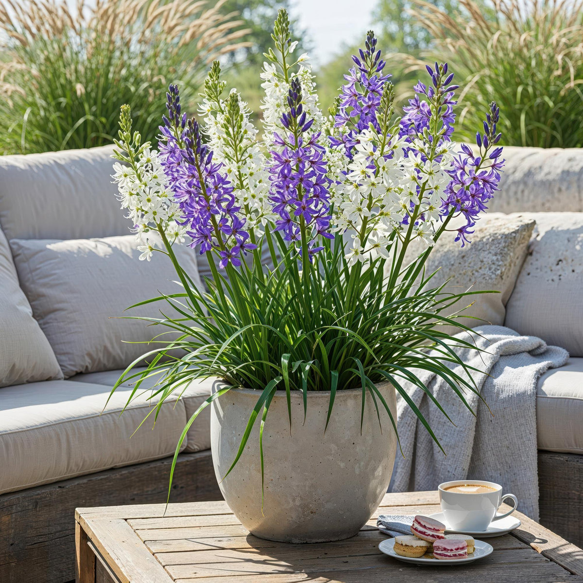 GreenboutiQ - Blumenzwiebeln - Camassia Leichtlinii Mix - Farbe Lila und Weiß - 5 Stück - Zwiebelgröße 12/14 - XXL Pack 