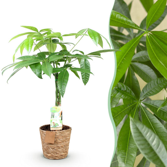 Green boutiQ - Zimmerpflanzen - Geflochtener Stamm Pachira Aquatica - Geldbaum - Wenig Pflege - mit Korb - Grün - 1 Pflanze - Topf 17cm - Höhe 60-70cm 