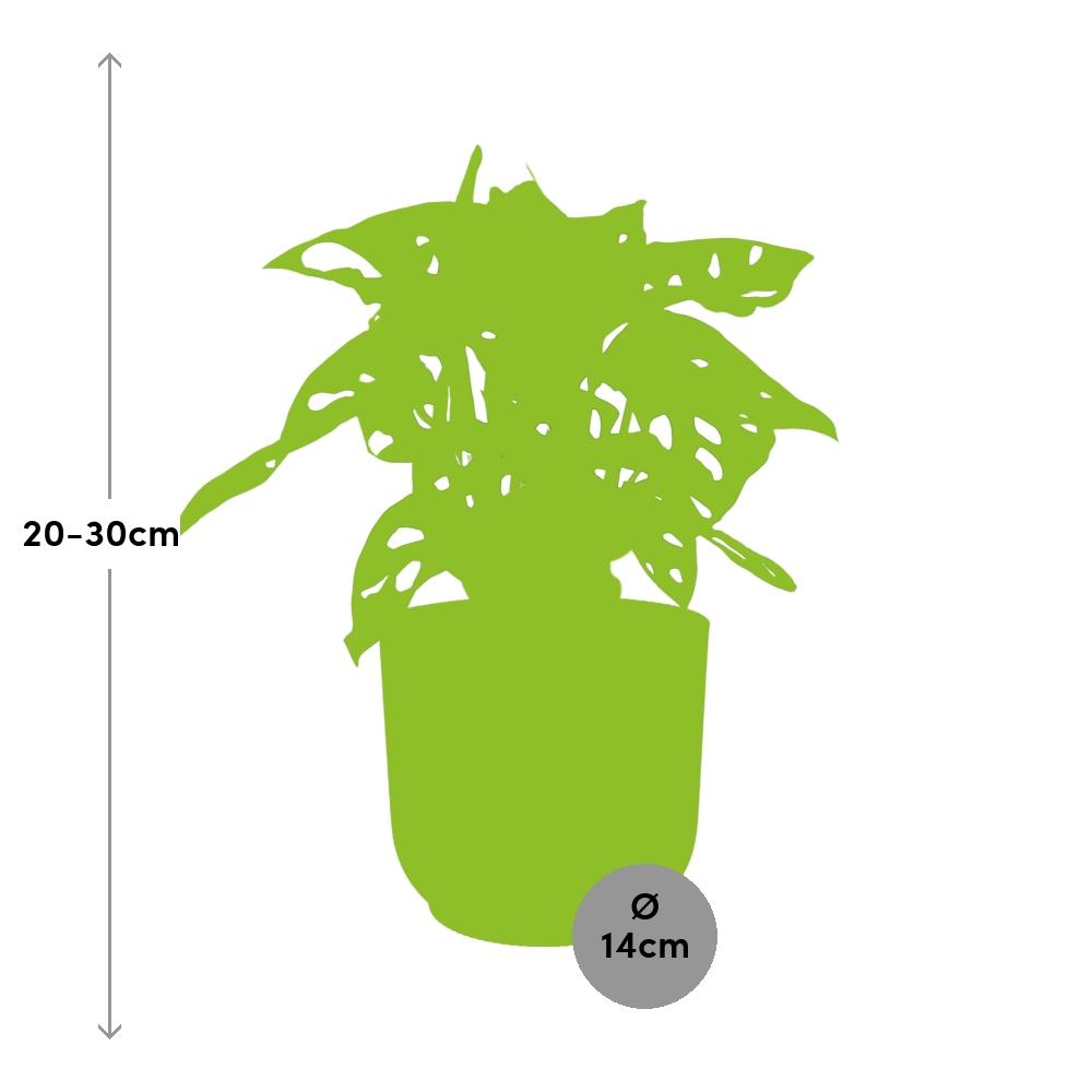 Fensterblatt – Monstera ‘Monkey Leaf’ im Topf Vibes Fold 14cm – Zimmerpflanze im Dekotopf Rose – Pflegeleicht & luftreinigend – Tropisches Flair für Wohnräume 