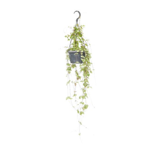 Leuchterblume – Ceropegia linearis 'Iris' – Zimmerpflanze – Ø14cm – ↕38cm – Hängende Sukkulente mit herzförmigen Blättern – Pflegeleicht & dekorativ 