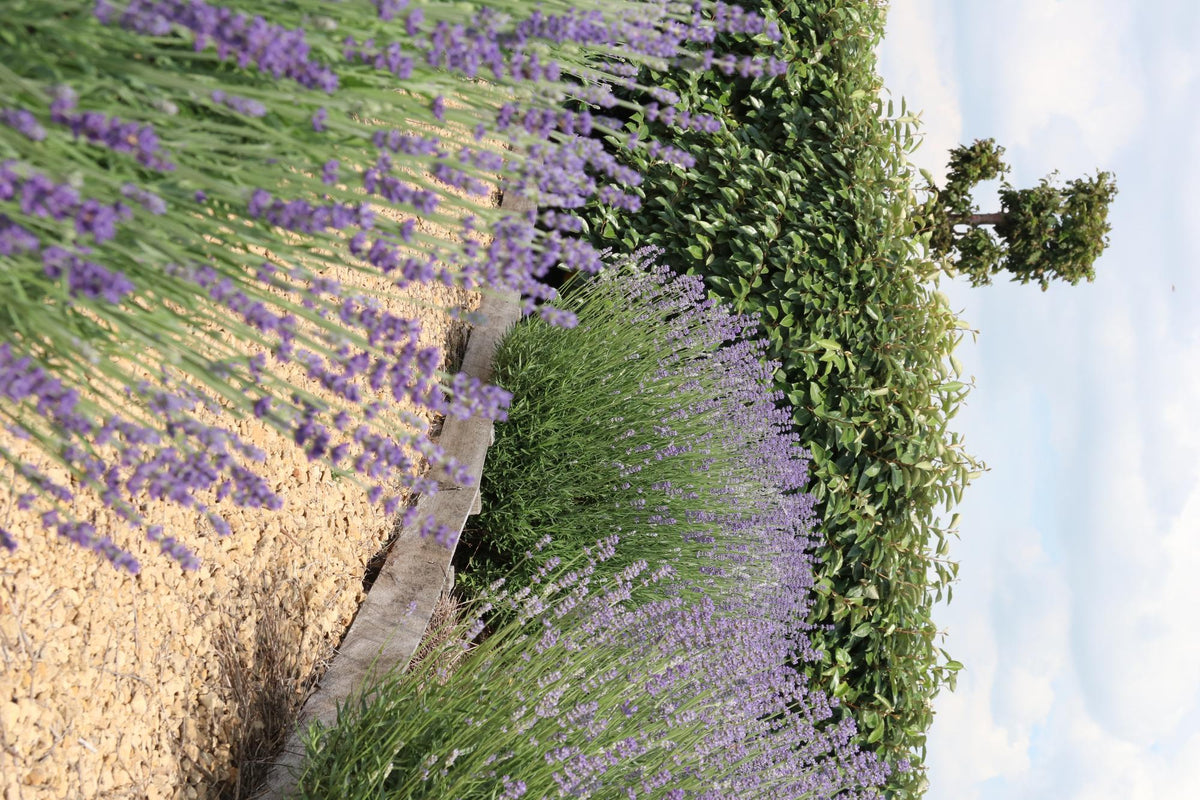 Lavandula angustifolia – Echter Lavendel – Ø7cm – ↕15cm – 12 Pflanzen – Duftende & Mediterrane Pflanzen – Für Garten, Balkon 