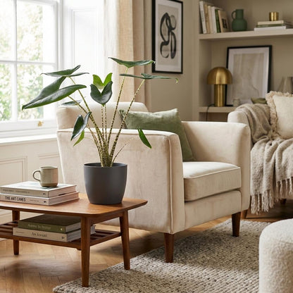 Green boutiQ - Zimmerpflanze - Elefantenohr - Alocasia Zebrina - Grün - Pflegeleicht - 1 Pflanze - mit Potter Grau - Topf 21 cm - Höhe 70 - 75 cm 