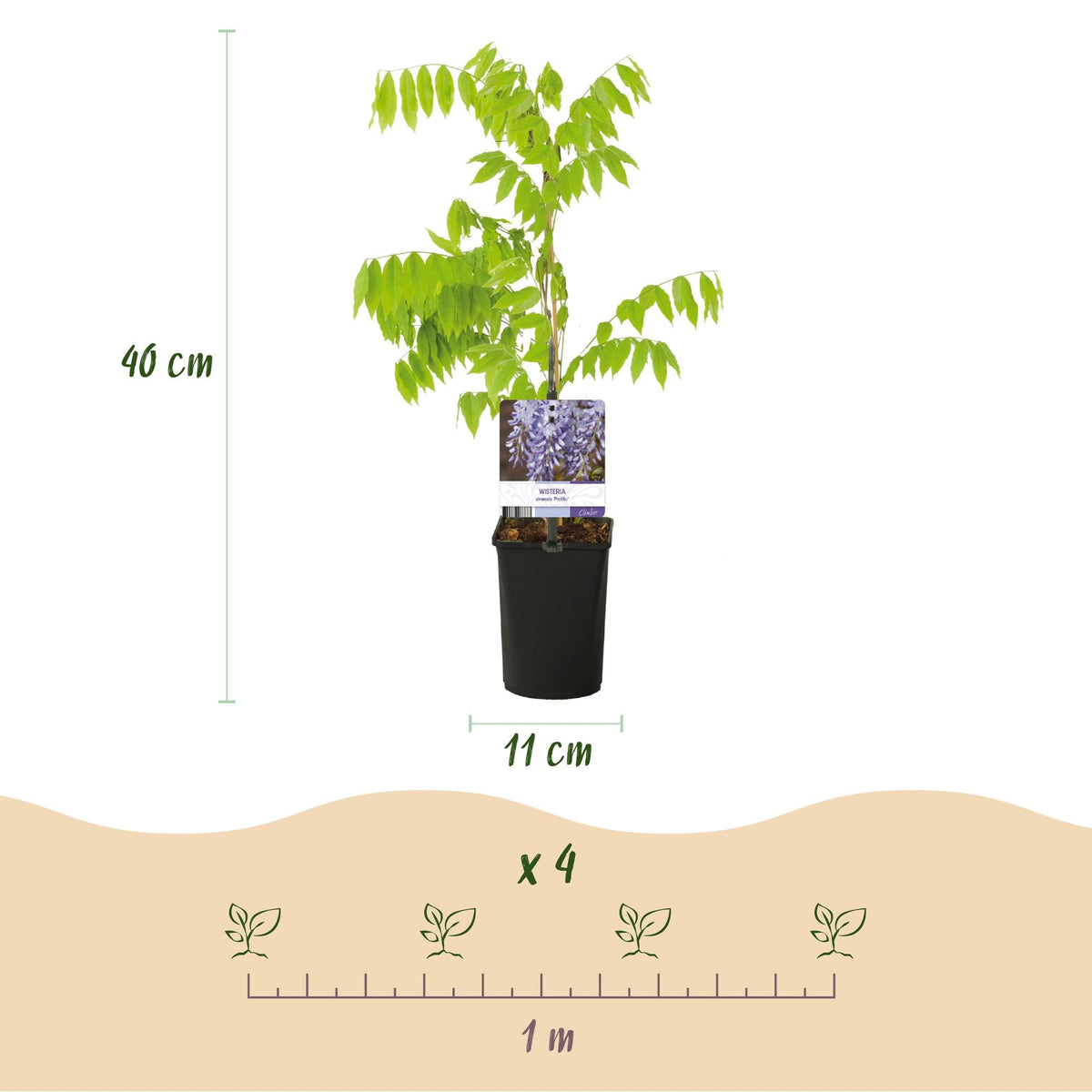 Blauregen Wisteria floribunda Prolific – Kletterpflanze – Blüte Blau – Duftend – Schnellwachsend – 11cm Höhe 40cm – Für Pergolen & Zäune 