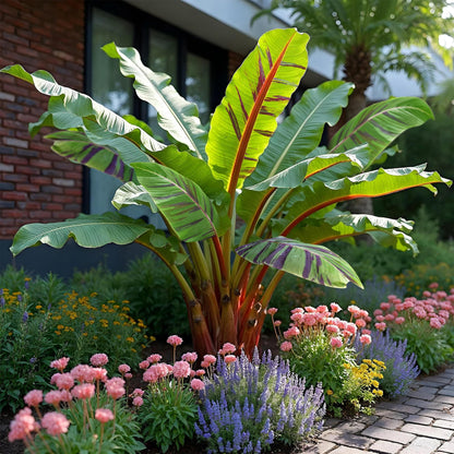 Bananenpflanze Musa sikkimensis Red Tiger – Tropische Gartenbanane – Ø12cm, Höhe ca. 30cm – Ansicht 16