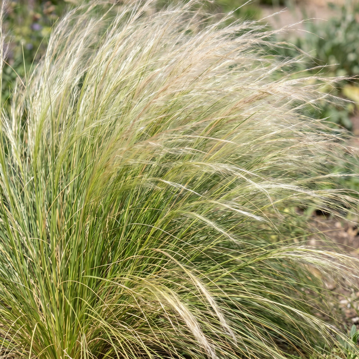 Federgras 'Ponytails' – Stipa tenuissima 'Ponytails' – 6 Pflanzen – Topf Ø11cm – Staude für Garten & Balkon – Ansicht 5