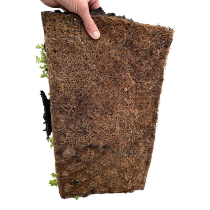 GreenboutiQ - Bodendecker - Winterhart - Sedummatte - Besteht aus 10 Sorten - X2 - Wenig Pflege - Länge 50cm Breite 30cm 