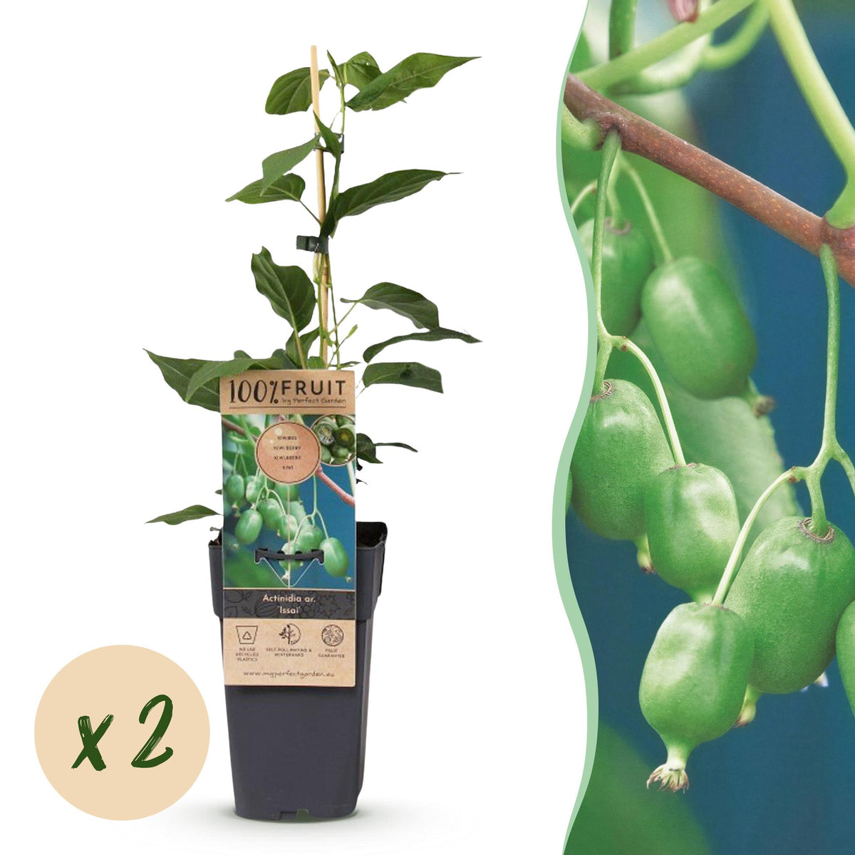 Green boutiQ - Fruit plant - Actinidia arguta Issai - Kiwi plant - Self-pollinating - Green Fruit - 2 Plants - Pot 15cm - Height 50cm 
