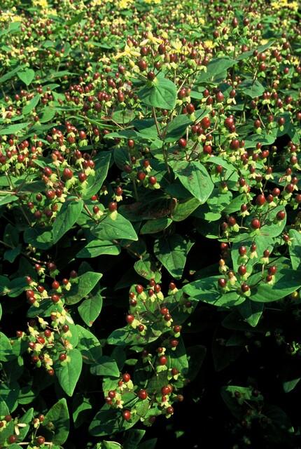 Hypericum inodorum 'Beauty' – 48 Pflanzen – ↕10-25 cm – Ø9 cm – Winterharter Zierstrauch – Gelbe Blüten – Bienenfreundlich – Pflegeleicht 