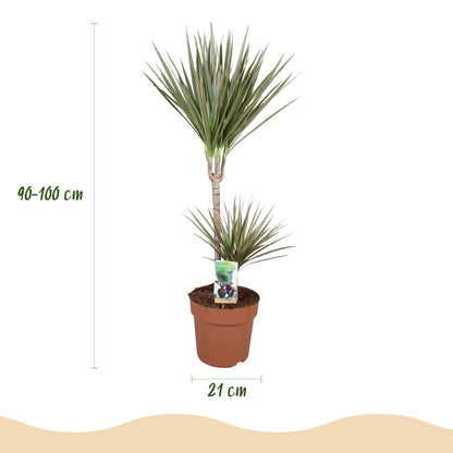 Green boutiQ - Zimmerpflanzen - Dracaena Marginata Bicolor - Drachenbaum - Pflegeleicht - Grün - Braun - 1 Pflanze - mit Potter Weiß - Topf 21cm - Höhe 90-100cm 