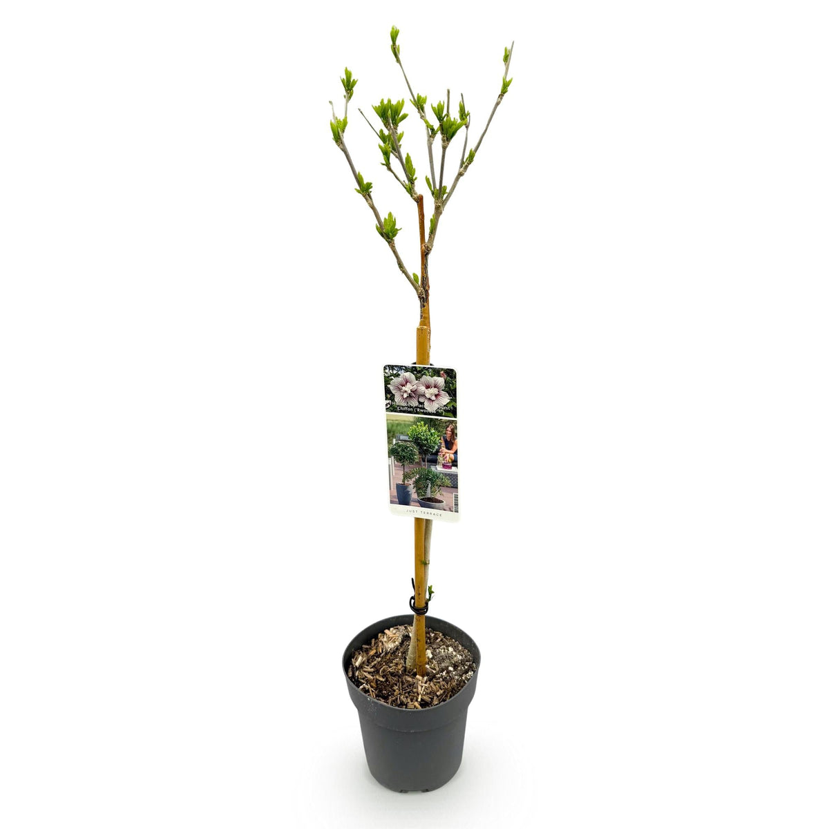 Hibiscus syriacus Starburst Chiffon – Blühende Stamm-Pflanze mit cremeweißen Blüten – Laubabwerfend & pflegeleicht – Ø19 cm – Höhe ca. 90 cm – Für Terrasse & Balkon 