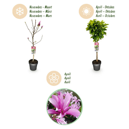 GreenboutiQ - Stamm-Pflanze - Magnolia Susan - Terrassenpflanze - Laubabwerfend - Winterhart - Rosa Blüte - Topf 19cm Höhe 90cm 