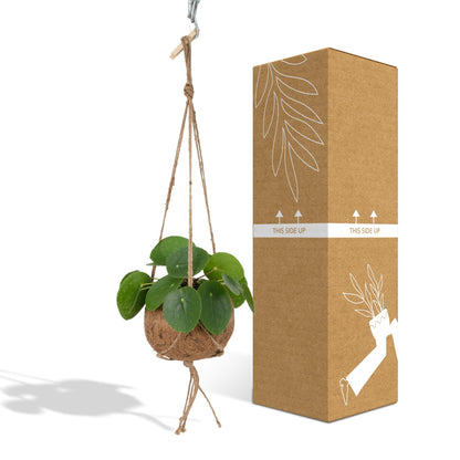 Kokodama Pilea Peperomiodes - Ø15cm - ↕20cm 