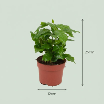 Coffea Arabica Kaffeepflanze – 4 Pflanzen – Ø12cm – Höhe ca.25cm – Tropische Zimmerpflanze mit glänzenden Blättern – Dekorativer Kaffeebaum für Wohnraum & Büro 