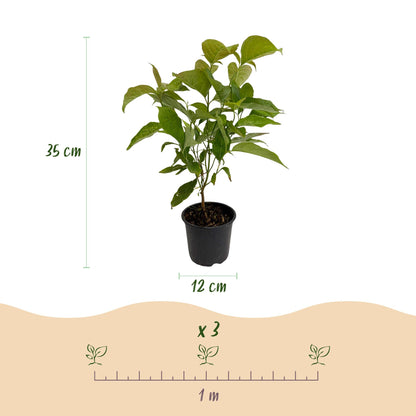 GreenboutiQ - Gartenpflanze - Cornus mas - Blüte Gelb - 3 Pflanzen - Laubabwerfend - Wenig Pflege - Topf 12cm Höhe 35cm 