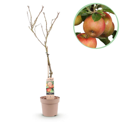 Apfelbaum – Malus domestica 'Elstar' – Rote & grüne Äpfel – Obstbaum für Garten & Balkon – Pflegeleicht – Topf Ø21 cm – Höhe ca. 90 cm 