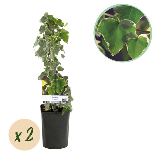 Kletterpflanze Hedera helix 'Glacier' – 2 Pflanzen – Immergrün – Blatt bunt – 11 cm – Höhe 40 cm – Efeu für Innen & Außen – Hängeampeln & Bodendecker 