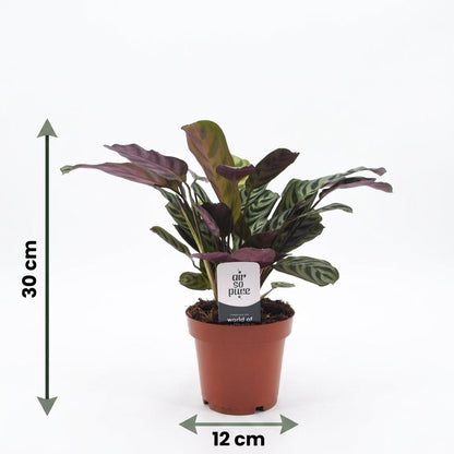 Fischgräten-Gebetspflanze – Ctenanthe burle-marxii – 2 Pflanzen – Topf Ø12cm – Höhe 30cm – Ansicht 5