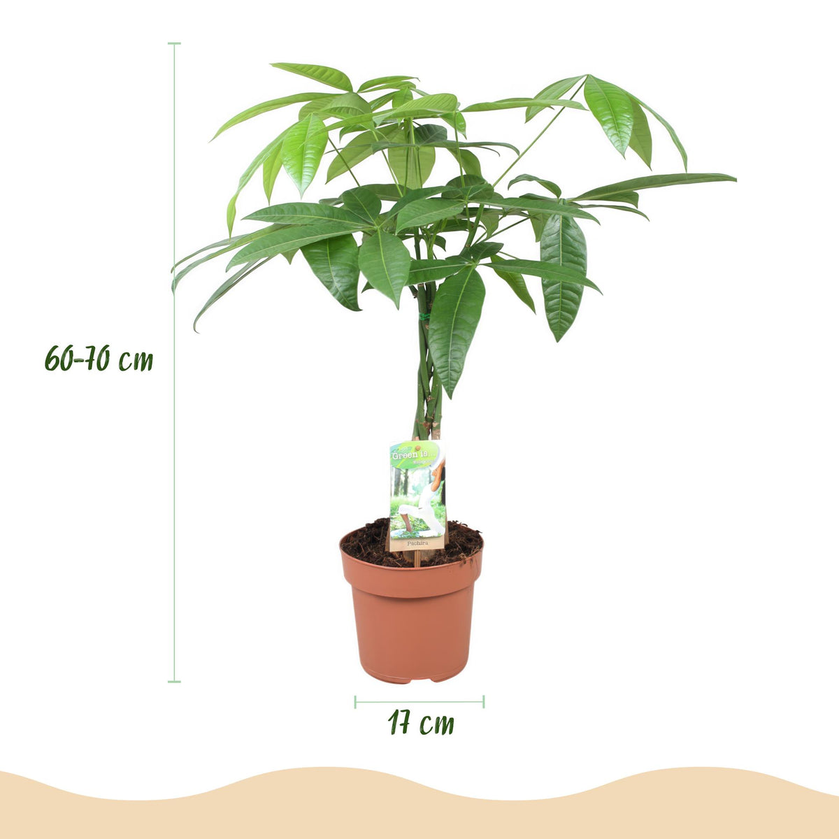 Green boutiQ - Zimmerpflanzen - Geflochtener Stamm Pachira Aquatica - Geldbaum - Wenig Pflege - Grün - 2 Pflanzen - Topf 17cm - Höhe 60-70cm 
